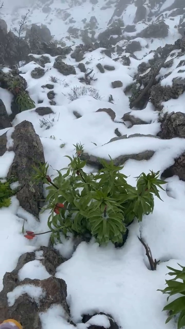7 kilometre yürüyüp çıktığı yaylada kar altındaki ters laleleri görüntüledi