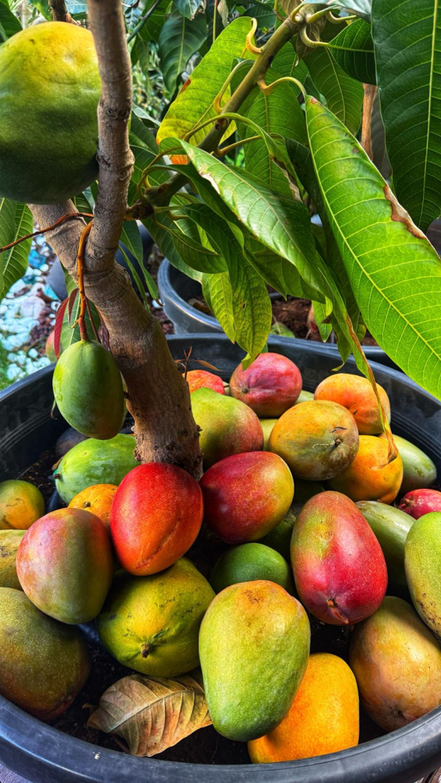 İstanbul'un Göbeğinde Tropikal Bir Sır: Tolga Yüce'nin Gizli Bahçesi