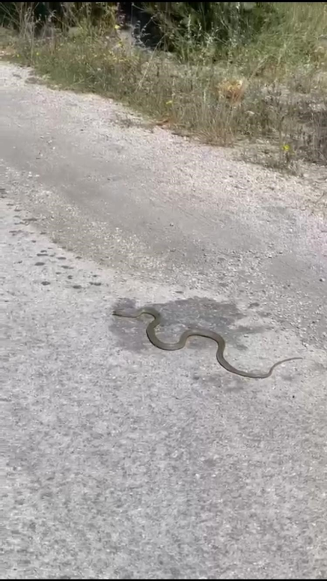 Ayakkabılıktan çıkan yılan paniğe neden oldu