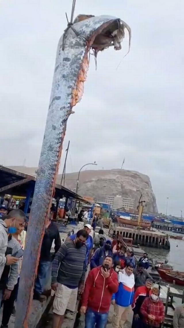 Balıkçıların ağına takılan devasa balık kenti ayağa kaldırdı, görmek isteyen iskeleye koştu