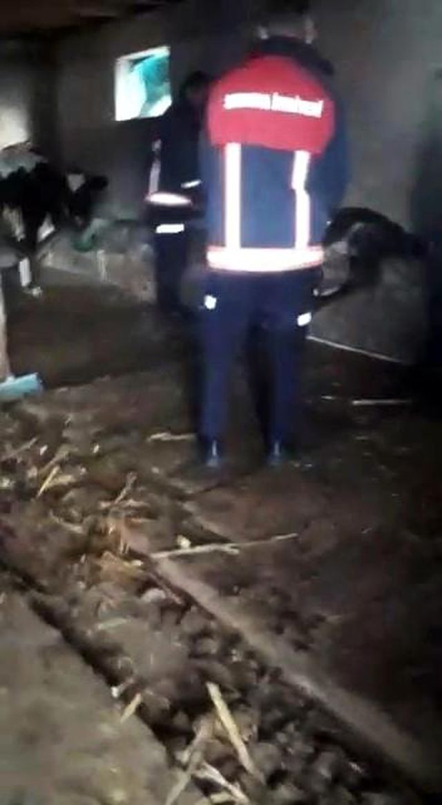 Ahırdan gelen acı seslere koşan çiftçi, gördüğü manzara sonrası hemen yetkilileri aradı
