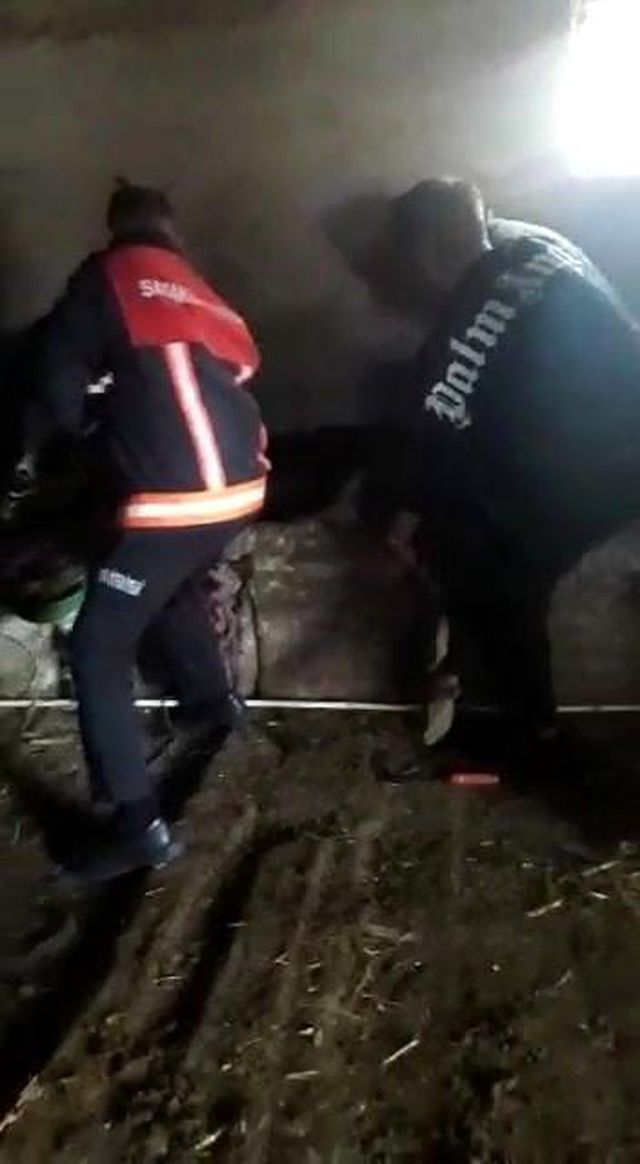 Ahırdan gelen acı seslere koşan çiftçi, gördüğü manzara sonrası hemen yetkilileri aradı