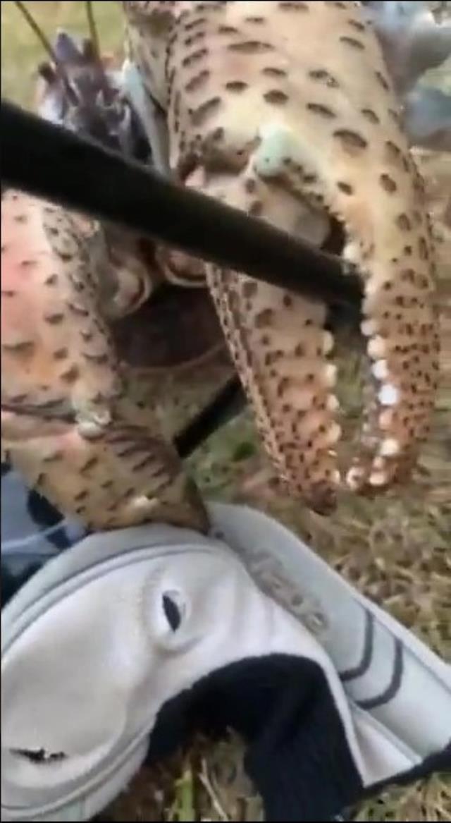 Delicesine güçlü yengeç, golf sopasını ikiye böldü