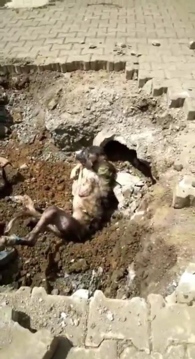 Yer altından gelen seslerin nedenini araştıran ekipler, toprağı kazınca içler acısı manzarayla karşılaştı