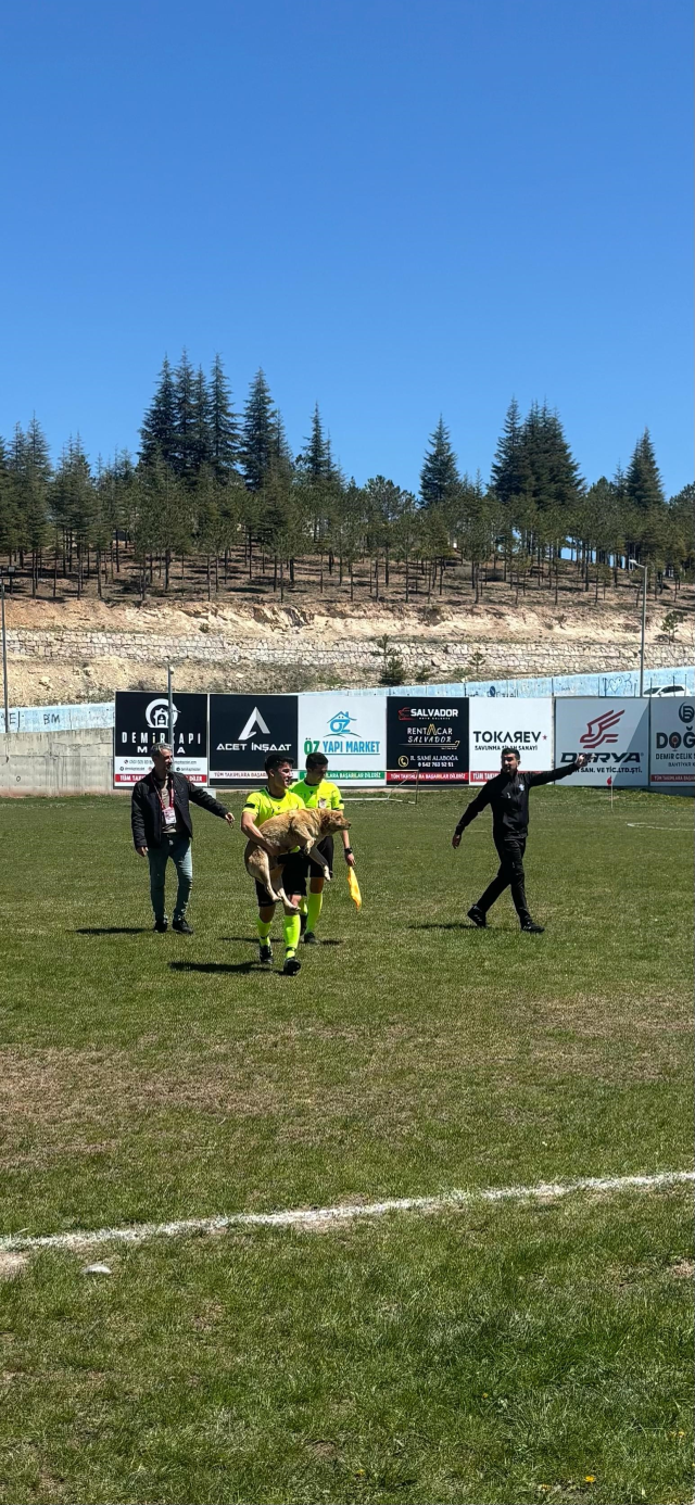 Amatör müsabakada sahaya giren köpeğe 2 kırmızı kart birden