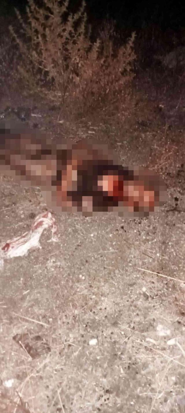 Sokak köpekleri tarafından öldürülen adam kimdir? Olay ne, nerede oldu?