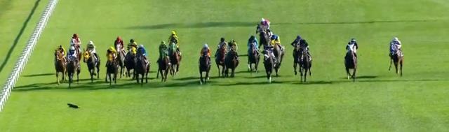 96. Gazi Koşusu'nda yürekler ağza geldi! Üzerine koşan atları gören kedi ne yapacağını şaşırdı