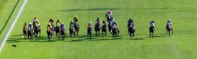 96. Gazi Koşusu'nda yürekler ağza geldi! Üzerine koşan atları gören kedi ne yapacağını şaşırdı