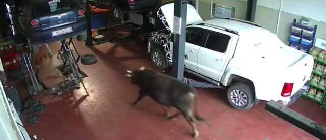 Erzurum'da Pazara Kaçan Boğa Otomobil Tamirhanesinde Yakalandı