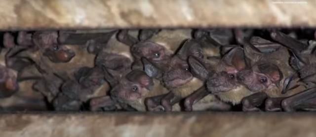 Böylesini ilk kez yaşıyorlar! Kar fırtınası nedeniyle 41 kişinin öldüğü ABD'de gökten yarasa yağdı