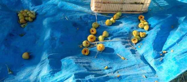Ağaçlara ağaçkakanlar dadandı, kilolarca kayısı çöp oldu