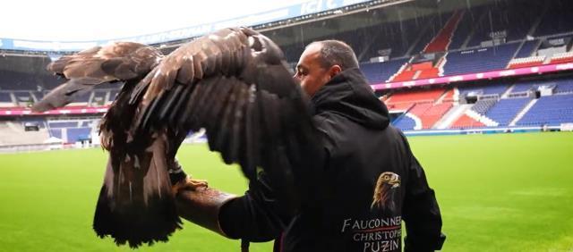 PSG'den saha zeminini korumak için akıllara durgunluk veren yöntem! Statta artık şahinler görev yapacak