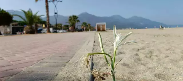 Yıllar sonra açan 'kum zambağı' koruma altına alındı