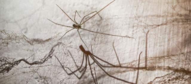 Evlerinde 37 yıldır kapalı duran odadaki çantayı açan kız kardeşler, çığlık çığlığa sevinmeye başladı