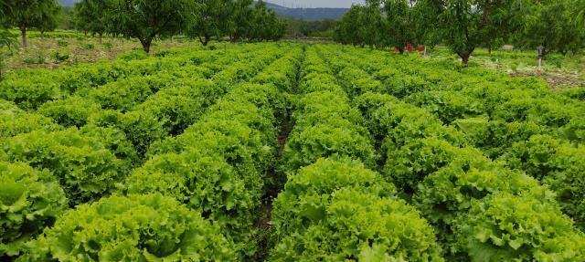 Marul tarlada 2 lira tezgahta 10 lira... Üretici ucuz sebze isteyen tüketiciyi tarlaya davet etti