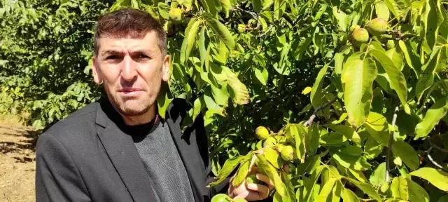 Bin 200 rakımda ceviz hasadı başladı! Kilosu 30 liraya bir yıl önceden satılıyor