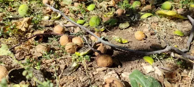 Bin 200 rakımda ceviz hasadı başladı! Kilosu 30 liraya bir yıl önceden satılıyor