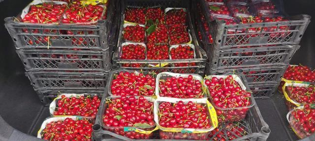 Mersin'de yılın ilk turfanda kiraz hasadı yapıldı! Kilosu bin TL'den alıcı buluyor