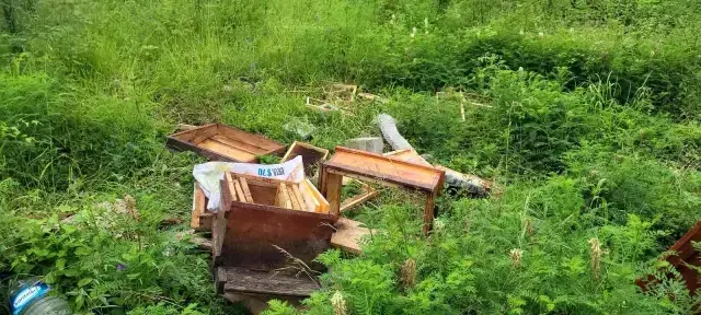 Bir mahalleyi ayı korkusu sardı: 'Evlerimizden çıkamıyoruz'