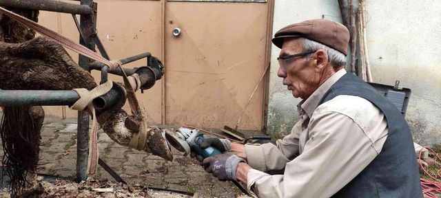 İneklere yapılan işlem işe yaradı, süt verimi bir anda tepeye sıçradı: Tüm köyler uygulasın