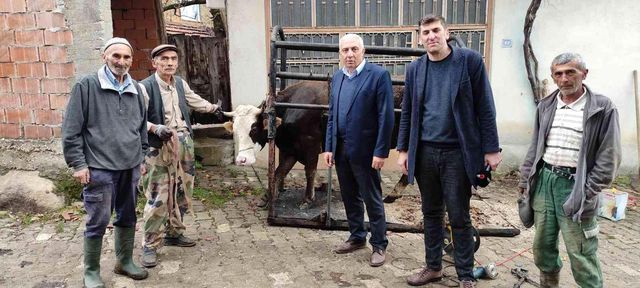 İneklere yapılan işlem işe yaradı, süt verimi bir anda tepeye sıçradı: Tüm köyler uygulasın