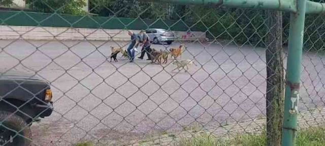 Sokak ortasında 10 köpeğin saldırısına uğradı: O anlar kamerada
