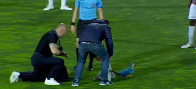 Ne köpek ne kedi! Sahaya giren hayvan futbol maçını felç etti