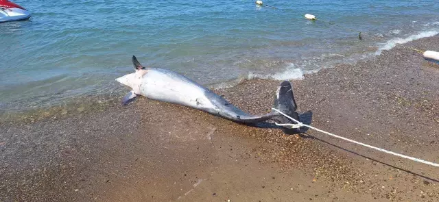 Bodrum'da ölü yunus sahile vurdu, turistler şok oldu
