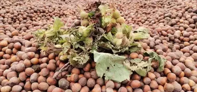 Savaş çıktı, Rusya ve Ukrayna'ya ihraç edilecek fındıklar elde kaldı