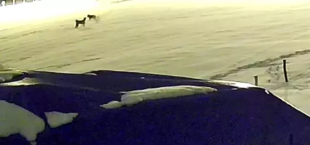 Kurtlarla dövüşen köpekten geriye postu kaldı