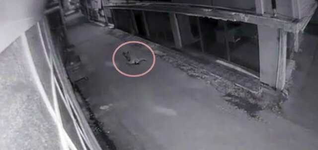 Sokakta yürürken bir anda yere yığıldı! Talihsiz adam saniyeler içinde can verdi