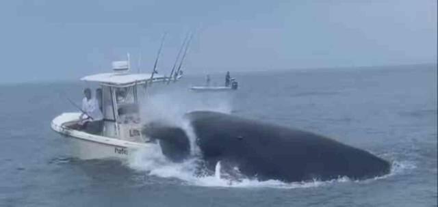 New Hampshire kıyılarında korkunç an: Öfkeli balina, içinde denizciler bulunan tekneyi alabora etti