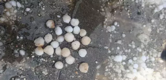 Ceviz büyüklüğünde dolu yağdı, meyve ağaçları perişan oldu