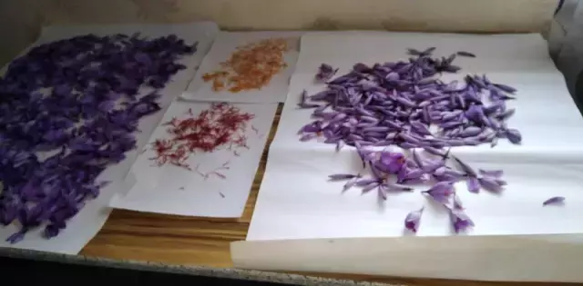 5 yıl önce ekmeye başladı! 1 dönümden 1 kilo safran alıyor, kilosunu 90 bin liraya satıyor