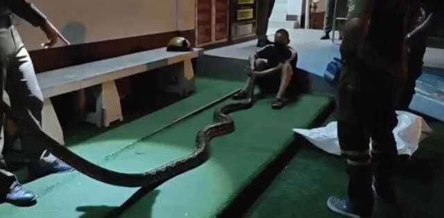 Yaşlı Adam uyuduğu sıra bacağına dolanın yılanı ısırarak kurtuldu