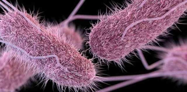 Etlerde Salmonella olduğu nasıl anlaşılır? Salmonella pişince ölür mü?