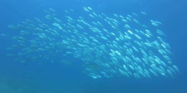 Denizin dibinde heyecanlandıran anlar! Balıkların yaptığı hareket Türk profesörü mest etti