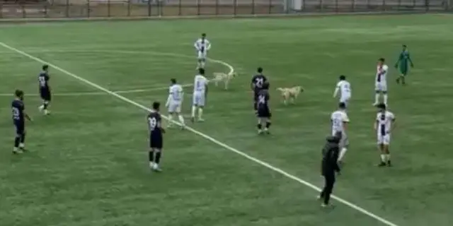 Başıboş köpekler maç oynanırken sahaya daldı! Sonrası kaos
