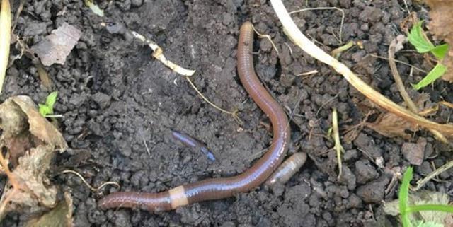 Kabus 1948'de başladı, şimdi koskoca ülke alarmda! Dışkıları taş duvarı bile deviriyor