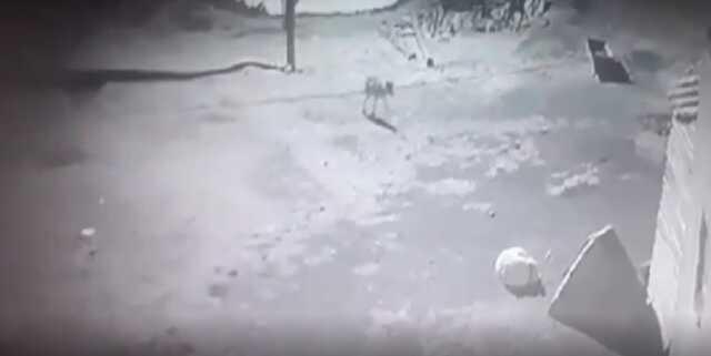 Kars'ta aç kalan kurdun bir köpeği sürükleyerek götürdüğü anlar güvenlik kamerasına yansıdı