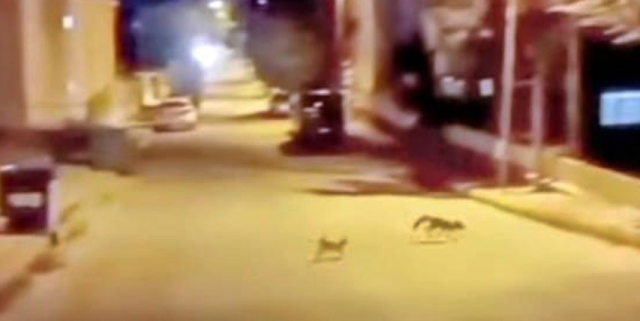 Kedi tarafından saldırıya uğrayan tilki çareyi kaçmakla buldu