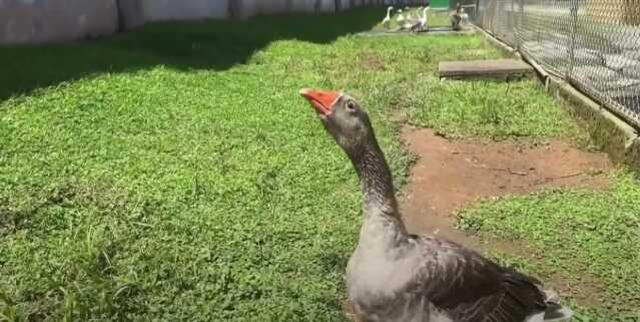 Brezilya'da Hapishanede Kaçışları Önlemek İçin Kaz Kullanılıyor