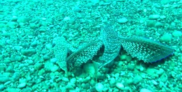 Denizin dibinde görülmemiş olay! Dişisi tehlikeye giren balık kanatlarını açıp, düşmana meydan okudu