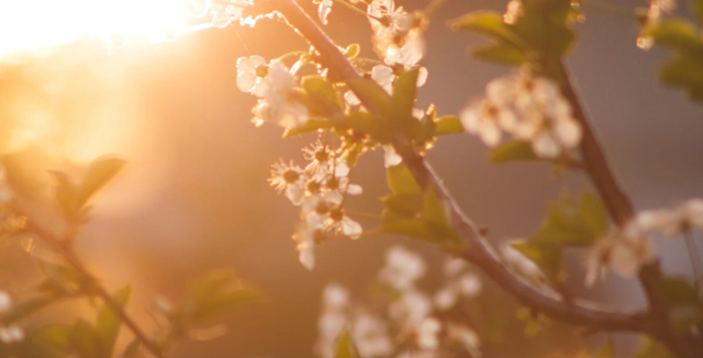 NEVRUZ BAYRAMI NE ZAMAN 2025: Nevruz Bayramı ne zaman kutlanır, anlamı nedir?