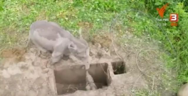 Filin can havliyle çukuru kazdığını gören ekipler, yanına gidince acı gerçeği öğrendi