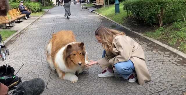 Köpek olmak için 403 bin TL harcayan adamın ilk kez sokağa çıktığı anlar