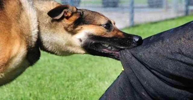 Köpek saldırısı anında ne yapmalı? Köpek saldırısında kendimizi nasıl koruyabiliriz?