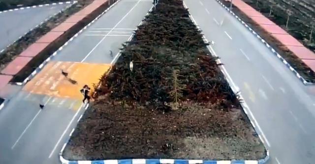 Kampüste yürüyüşe çıkan genç kız başıboş köpeklerin saldırısına uğradı