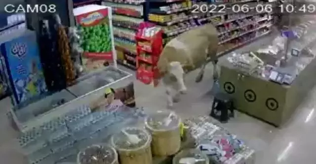 Kurbanlık için Bayburt'a götürülen inekler firar etti, açık buldukları markete daldılar