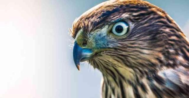 Rüyada kuş görmek ne demek? Rüyada kuş görmek ne anlama gelir?